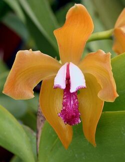 A and B Larsen orchids - Cattleya porphyroglossa DSCN3206 - cropped.jpg