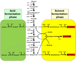 Acetone–butanol–ethanol fermentation.png