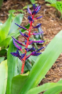 Aechmea 'Blue Tango'.jpg