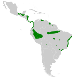 Amaurolimnas concolor map.svg