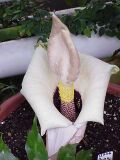 Amorphophallus paeonifolius0.jpg