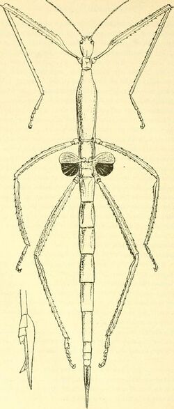 Anales de la Sociedad Española de Historia Natural (1897) (18140372486).jpg