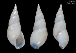 Annulobalcis albus (MNHN-IM-2000-24190).jpeg