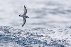 Antarctic Prion 0A2A3422.jpg