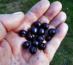 Aroniabär - (Aronia melanocarpa) - Ystad-2021.jpg