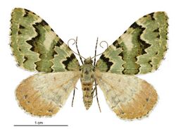 Asaphodes adonis female.jpg