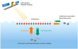 Bacteria, sea slicks and satellite remote sensing.webp