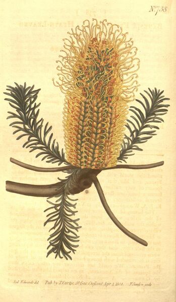 File:Banksia ericifolia (Edwards).jpg