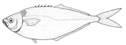 Bathystethus cultratus (Grey knifefish).gif