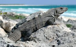 Black Spiny-tailed Iguana-27527.jpg