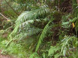 Blechnum orientale hiryuusd01.jpg