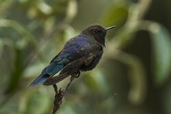 Blue-mantled Thornbill - Ecuador S4E3147.jpg