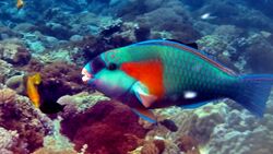 Bower's parrotfish.jpg