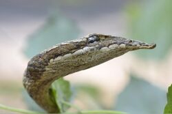 Brown Vine Snake (Ahaetulla pulverulenta) by Sandeep Das.jpg
