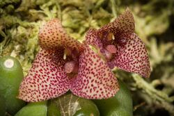 Bulbophyllum pictum C.S.P.Parish & Rchb.f., Trans. Linn. Soc. London 30 150 (1874) (30774799147).jpg