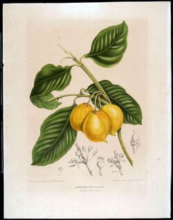 COLLECTIE TROPENMUSEUM Blad en vrucht van de Xanthochymus dulcis roxb moendoe TMnr 3401-1683.jpg