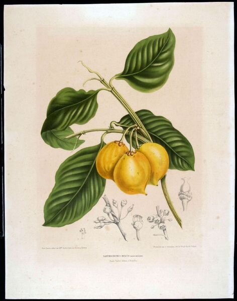 File:COLLECTIE TROPENMUSEUM Blad en vrucht van de Xanthochymus dulcis roxb moendoe TMnr 3401-1683.jpg