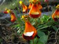 Calceolaria uniflora - Flickr 003.jpg