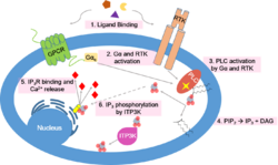 Calcium Signaling Pathway.png