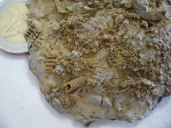 Caliza de crinoides.2 - Fosil.JPG