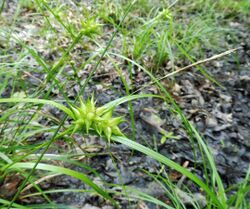 Carex louisianica.jpg