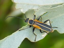 Chauliognathus opacus.jpg