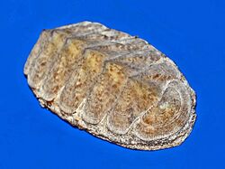 Chitonidae - Chiton olivaceus.JPG