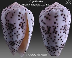 Conus pulicarius 5.jpg