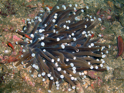 Coral (Heliofungia actiniformis) (20 cm).png