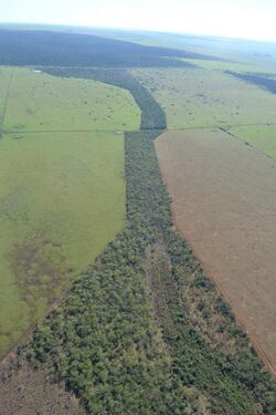 A green forest corridor in Brazil