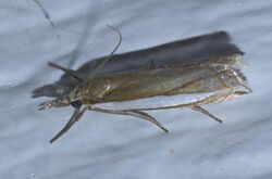 Crambus leachellus P1560607a.jpg