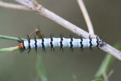 Crimson patch caterpillar (Chlosyne janais).jpg