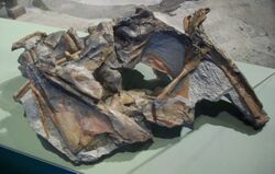 Cryolophosaurus ellioti skull.jpg