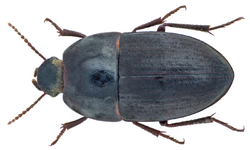 Crypticus navicularis navicularis Brullé, 1838 (11996100244).png