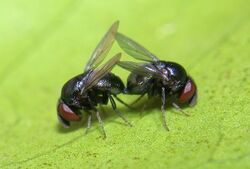 Cryptochetid flies mating.jpg