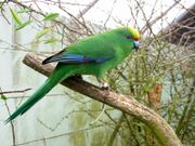 A green parrot with blue-tipped wings, a yellow forehead, and an orange mark above the beak