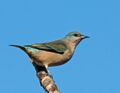 Dacnis nigripes -Vale do Ribeira, Juquia, Sao Paulo, Brasil -female-8.jpg