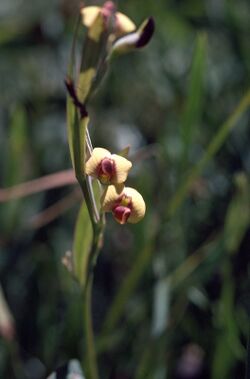 Daviesia elongata 1.jpg