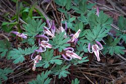 Dicentra uniflora Modoc.jpg