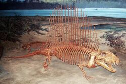 Dimetrodon skeleton.JPG