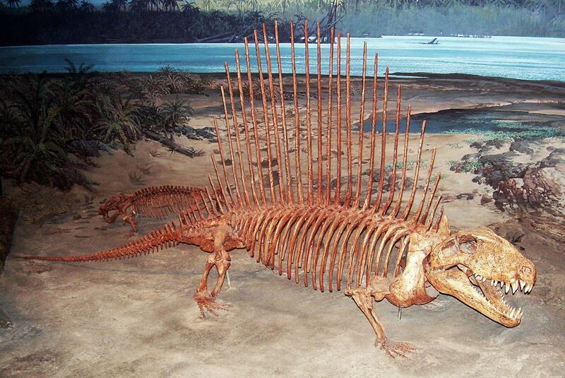 File:Dimetrodon skeleton.JPG