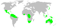 Distribution.symphytognathidae.1.png