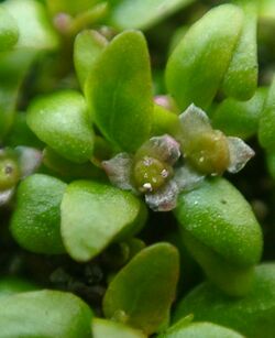 Colour picture of Elatine triandra flower