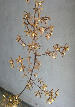 Encyclia candollei inflorescencia.jpg