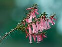 Epacris impressa Pink Form.jpg