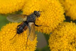 Eriothrix.rufomaculatus.male.jpg