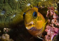 Escenius midas (Midas blenny).jpg