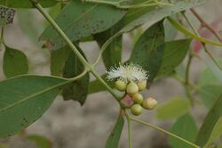 Eucalyptus patellaris.jpg