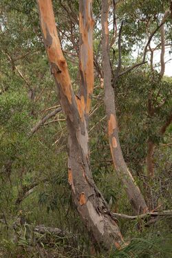 Eucalyptus punctatatrunk.jpg