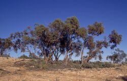 Eucalyptus striaticalyx.jpg